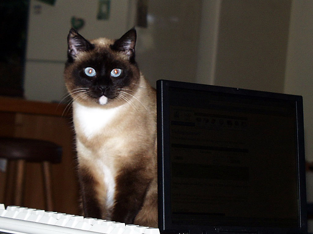 Manx Siamese Mix