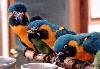 Caninde Macaws