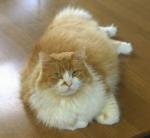 Tugger