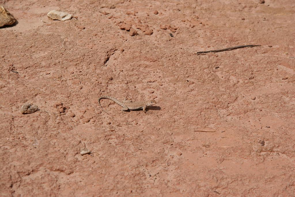 CapitolReef Picture