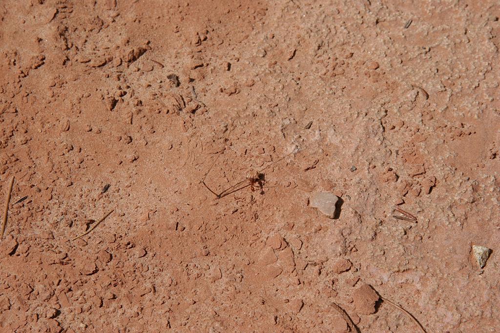 CapitolReef Picture