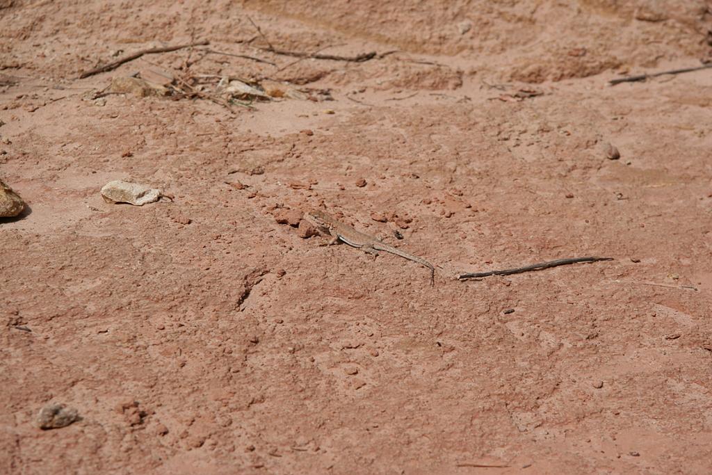 CapitolReef Picture