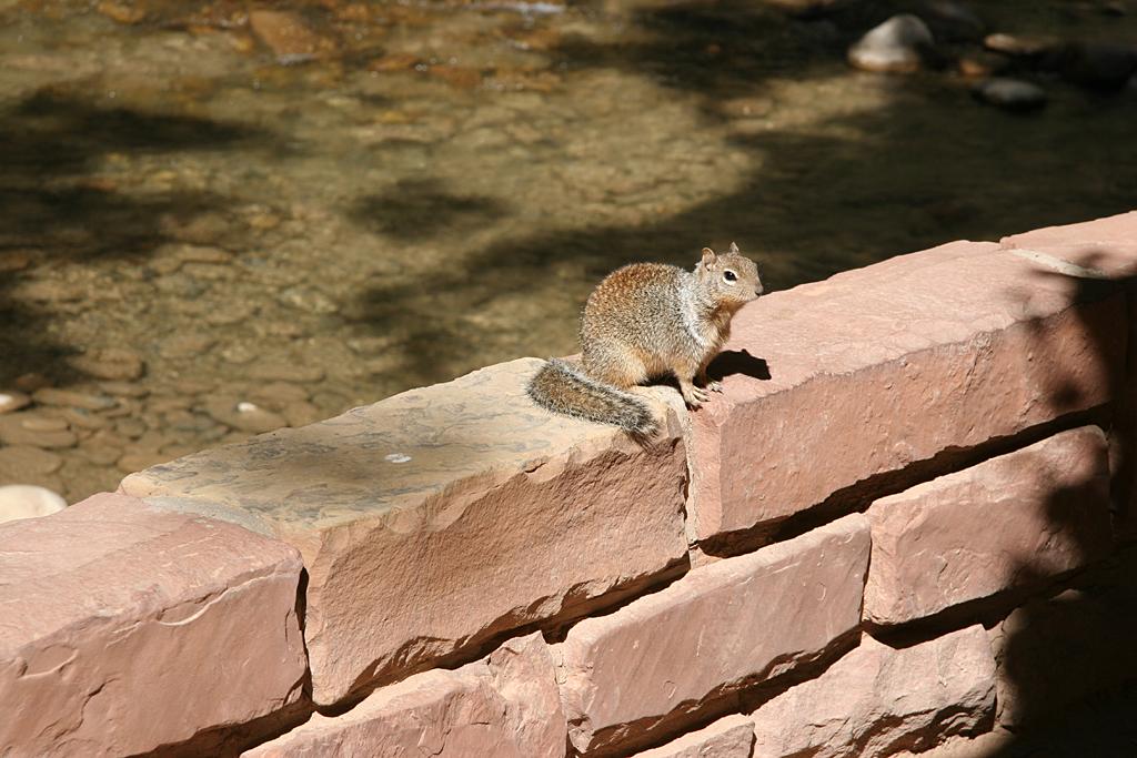 Zion Picture