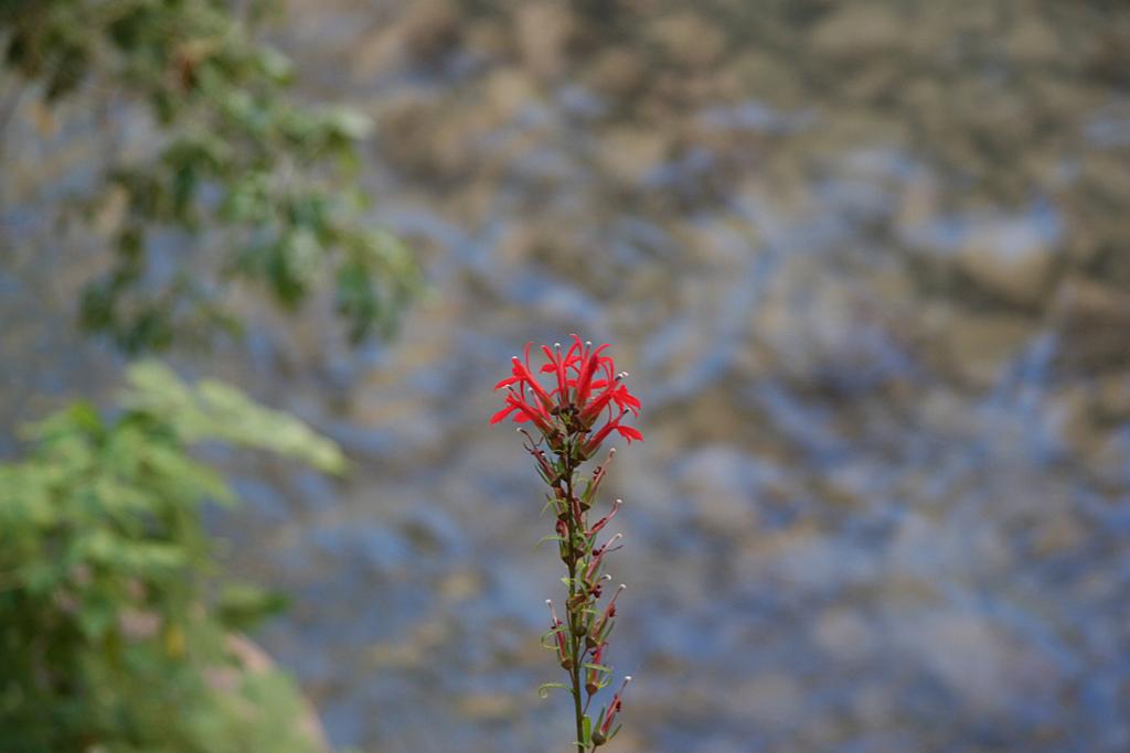 Zion Picture
