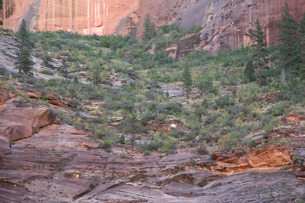 Zion Picture