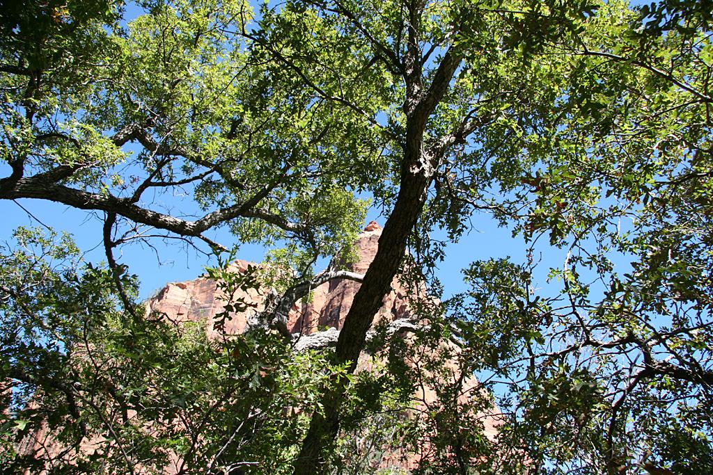 Zion Picture