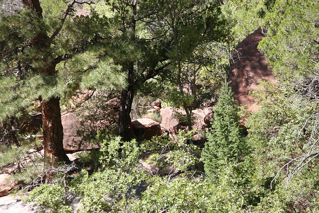 Zion Picture