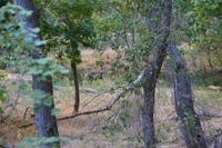 Zion Pictures