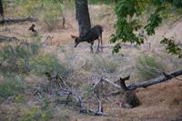 Zion Pictures