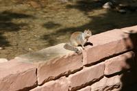 Zion Pictures