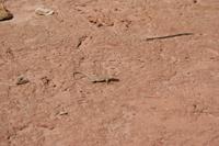 CapitolReef Pictures