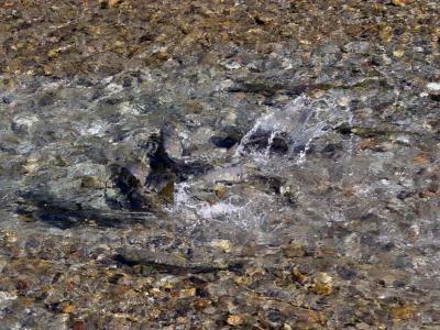 Salmon in Fish Creek at the bear observation station north of Hyder, AK