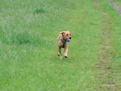 Sandy River Delta off-leash area