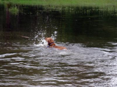 Sandy River Delta off-leash area