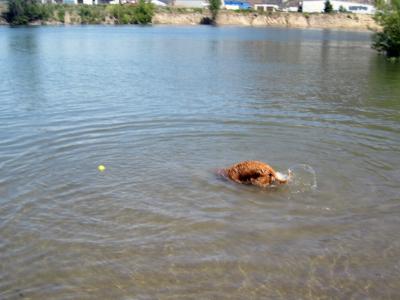 Diving for tennis ball in the Thompson River