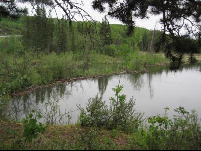 Beaver Dam at Toad River, British Columbia