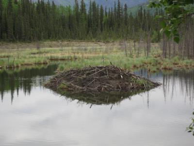 Beaver Lodge at Toad River, British Columbia