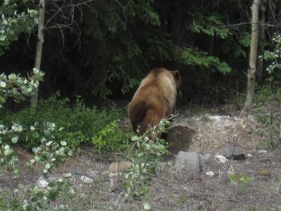 Grizzly bear south of Carmacks
