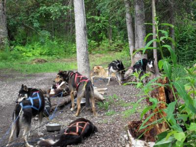 Dogs in harness at the Iditarod Race headquarters