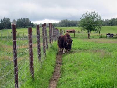 Muskox farm near Palmer, AK