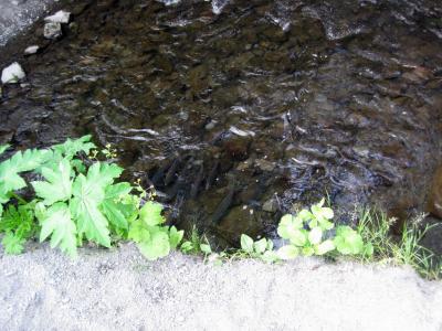 Salmon below culvert on Bear Creek near Seward