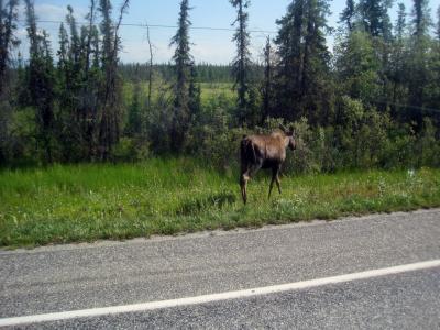 Moose west of Fairbanks