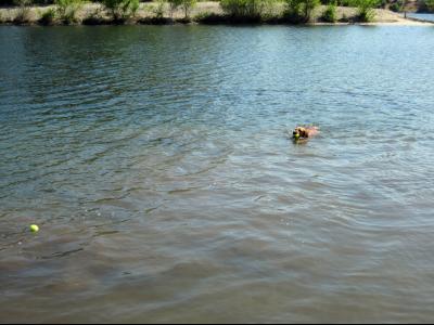 Nikki in the Columbia River at Wenatchee