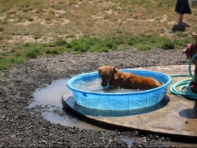 Nikki in a dogpark in Wilsonville, Oregon