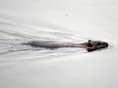 Beaver at Toad River, British Columbia