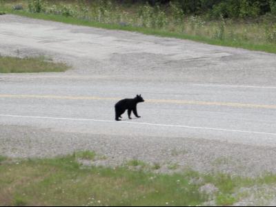 Young bear on the Alaska Highway