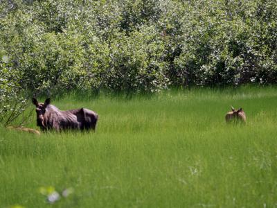 Moose cow with two calves