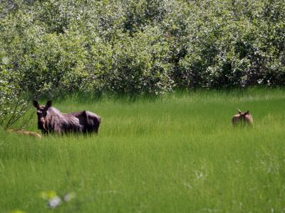 Moose cow with two calves