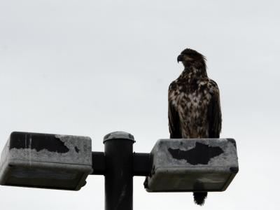 Juvenile bald eagle on a lampost at the RV park on the Homer Spit.