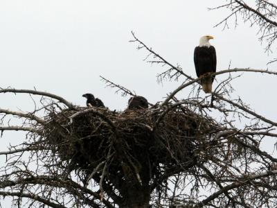 Bald eagle nest with two chicks in Homer, AK