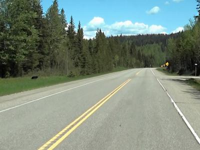 Bear by the Cariboo Highway