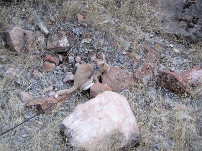 Sammy the wildcat near Watchman Campground in Zion