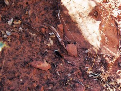 Tarantula Hawk Wasp, Zion National Park