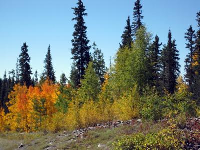 Fall colors, Durango to Silverton