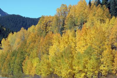 Fall colors, Durango to Silverton