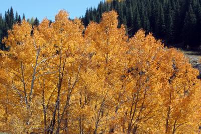 Fall colors, Durango to Silverton