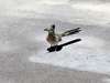 Roadrunner