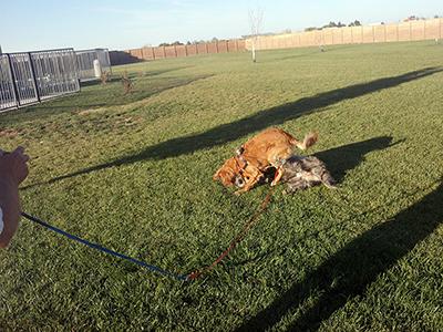 Quinn and Nikki playing in Amarillo