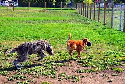 Quinn chasing Nikki