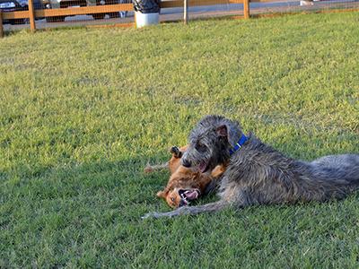 Quinn and Nikki playing in Burleson