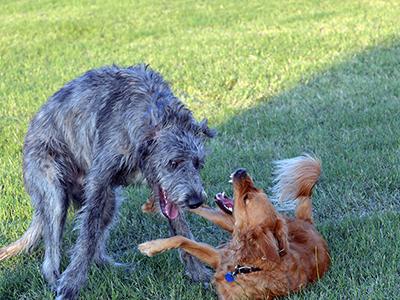 Quinn and Nikki playing in Burleson