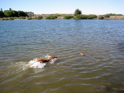 Nikki swimming in Lake Sacajawea