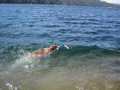 Nikki swimming in Lake Coeur d'Alene