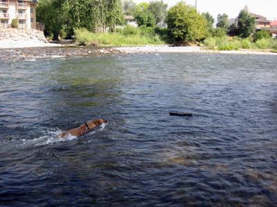 Nikki swimming in the Clark Fork River