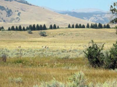 Pronghorn Antelope near Buffalo, Wyoming