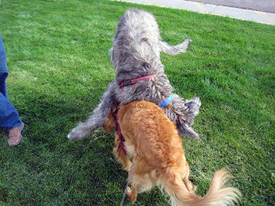 Quinn and Nikki playing in Lusk